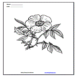 Flower Coloring Page 11
